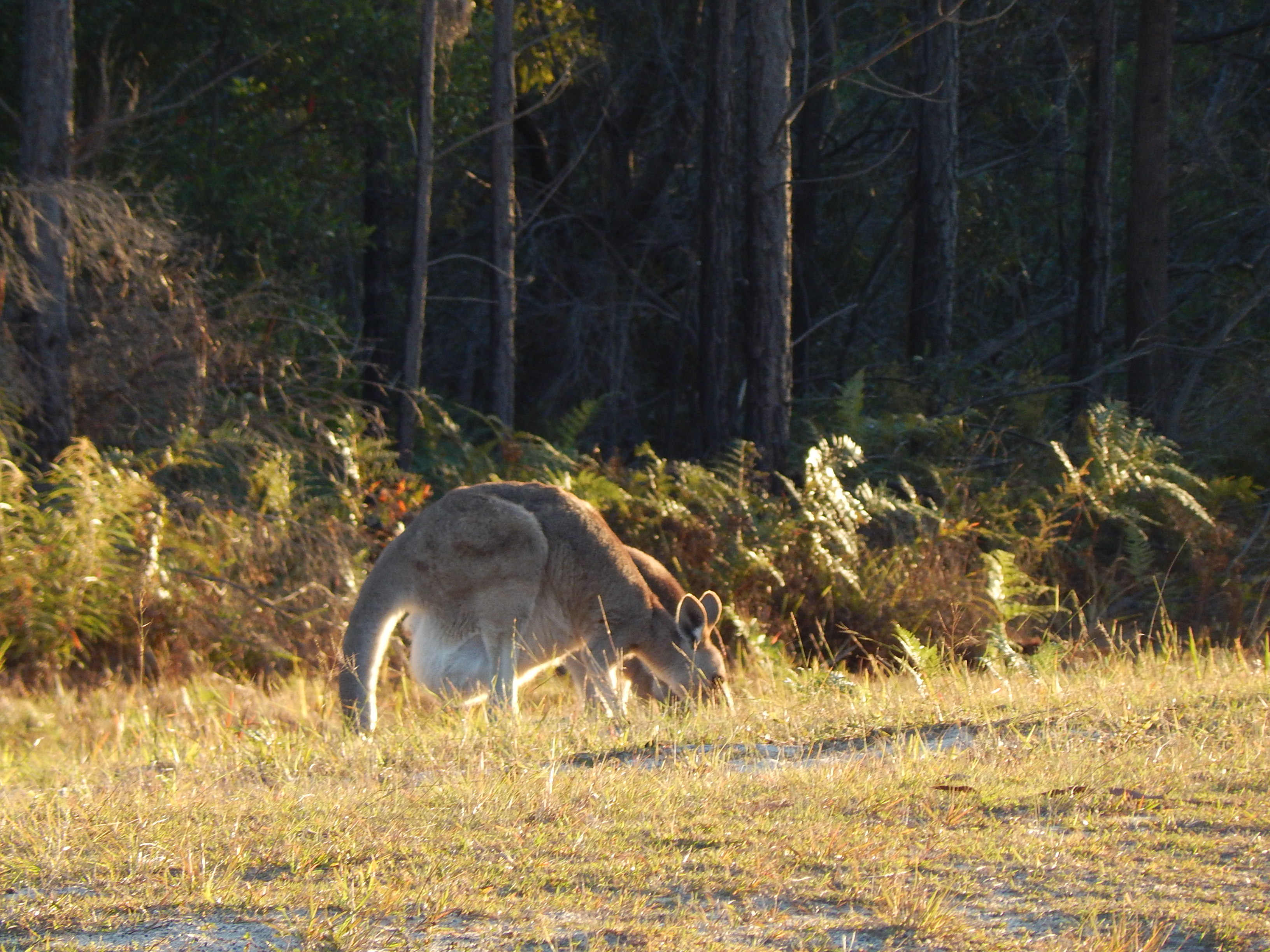 Fauna and flora surveys